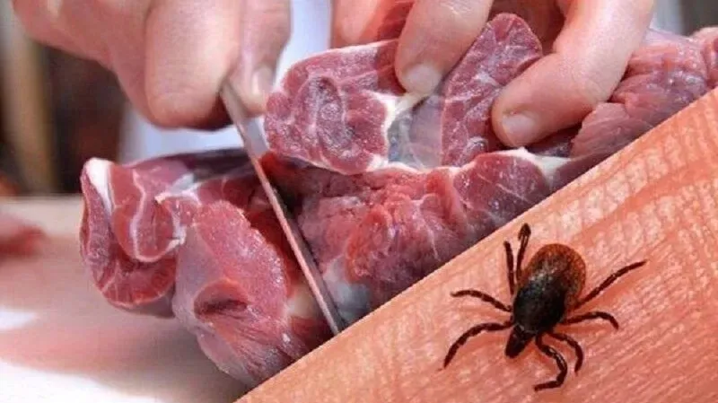 شناسایی ۱۱ مورد تب کریمه کنگو در یزد و اهمیت نگهداری گوشت در یخچال