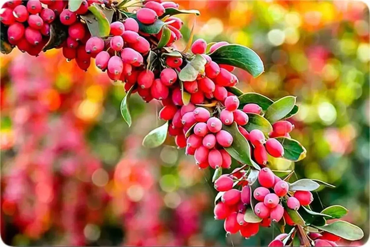 چهار فایده مهم زرشک برای سلامت بدن