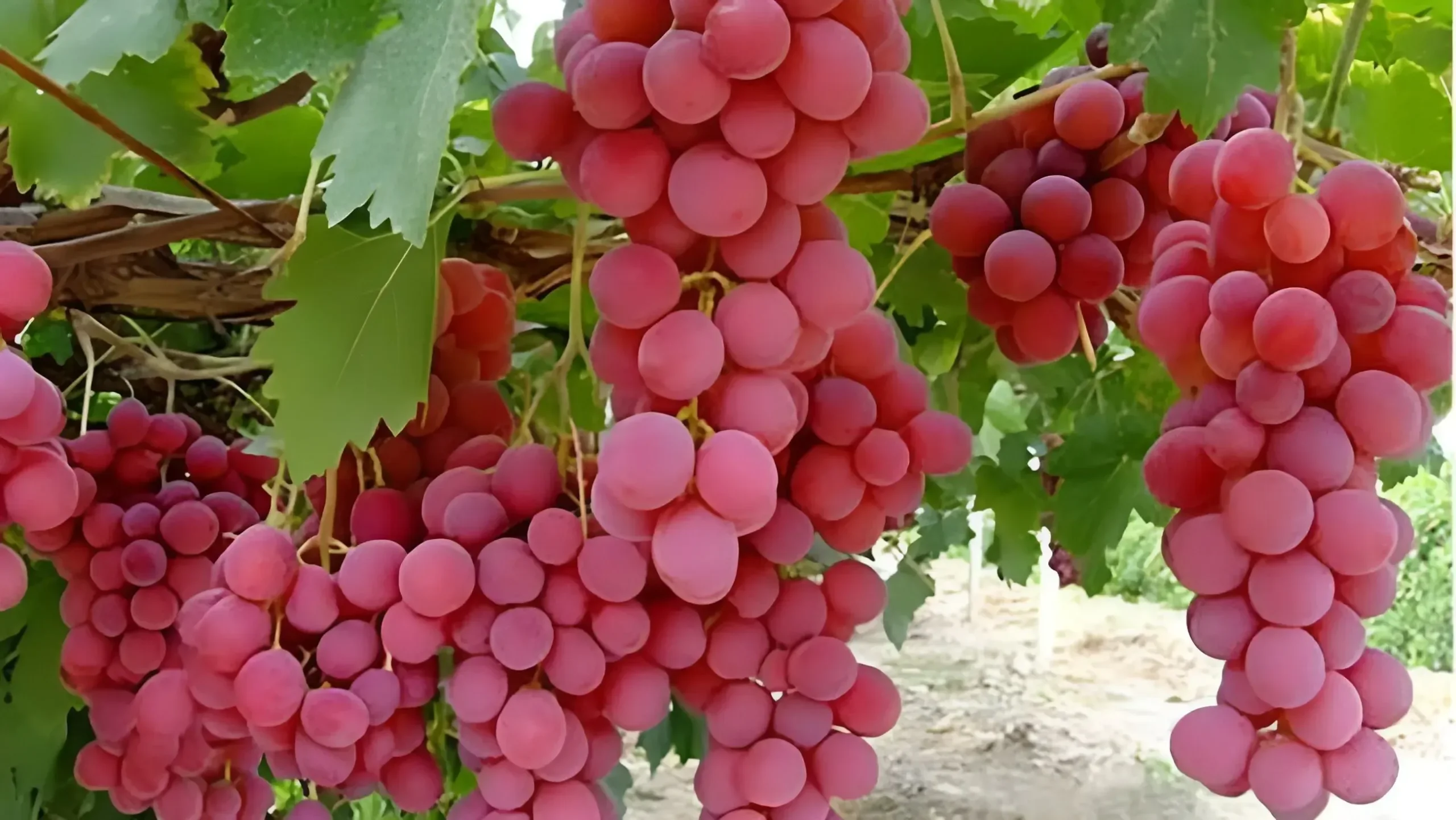 فواید مصرف انگور ناشتا برای سلامت بدن