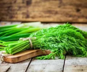خواص شگفتانگیز شوید برای سلامت کبد، قلب و سیستم گوارشی